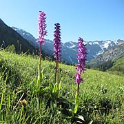 Bad Hindelang im Allgäu, Almwiese mit Knabenkraut © Bernd S.