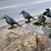 Zwieseler Raben am Stadtplatz