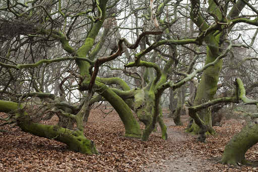 Sünthel Märchenwald - nahe Hanau © Blickfang