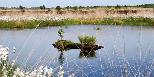 Osterholz-Scharmbeck Teufelsmoor Birkeninsel Wollgras © pegasusart