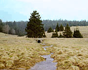 Schwarzwässerchen, bevor es zum Schwarzwasser wird