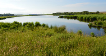 Blick über das Katinger Naturschutzgebiet