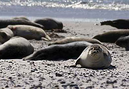 Helgoland Wattenmeer Seehunde © Tim HvW