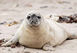 Helgoland Robbenbaby © Armin Völler