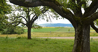 Ehingen (Donau), Streuobstwiesen am Kappelbuck