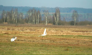 Silberreiher am Federsee bei Bad Buchau