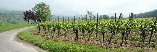 Weinberge allerorts im Kaiserstuhl