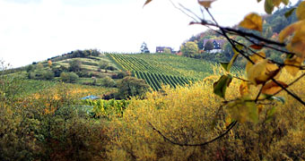 Kappelberg: Weinberg und Hausberg der Fellbacher