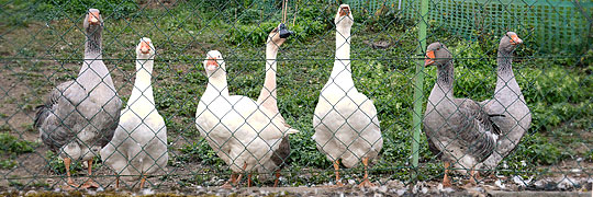 Bartensteiner Gänse