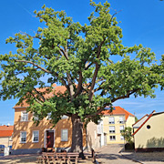 ein schattiges Ruheplätzchen