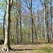 Buchenwäldchen vor dem Sandstrand von Graal-Müritz