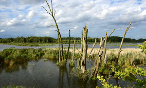 Mooriges Wasser bei Menzlin