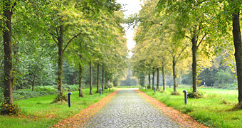 Allee zum Wasserschloss Krickenbeck