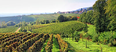 Edenkobener Weinstraße an der Südlichen Weinstraße