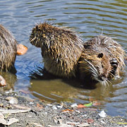 Nutrias im Schlossteich von Zerbst