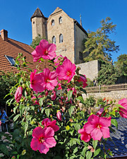 blühende Gemeinde im Seegebie Mansfeldes Land