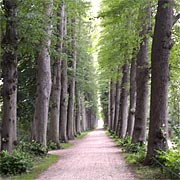 Eutin Allee im Schlosspark
